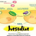 Kegunaan Insulin dalam Tubuh: Fungsi dan Pentingnya